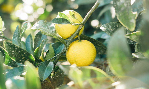 n!ce cream｜規格外野菜を使ったアイスクリーム