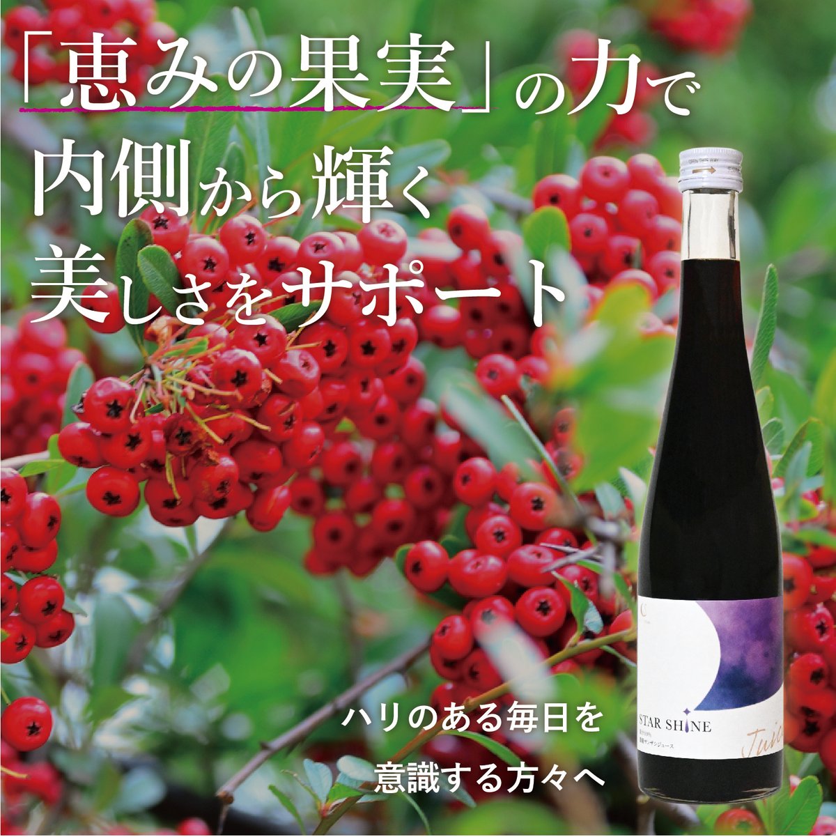 極美品 サンザシの樹の下で('10中国) ブルーレイ お試し版】STAR SHINE 濃縮サンザシ200ml(希釈タイプ) | 月星食品