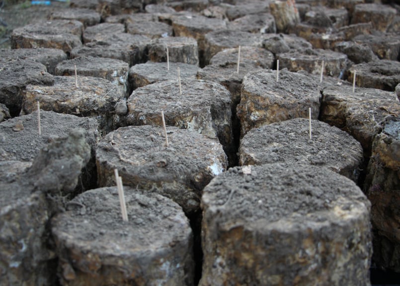 砂埋めレイシ材 Lサイズ 10～12cm【硬さ目安③～④】 | さるのこしかけ