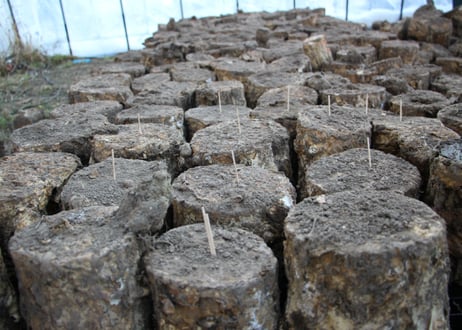 砂埋めレイシ材 2Lサイズ 12～15cm 【硬さ目安③～④】 | さるの