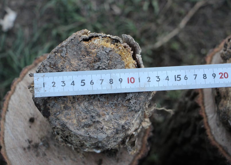 砂埋めレイシ材 Lサイズ 10～12cm【硬さ目安③～④】 | さるのこしかけ