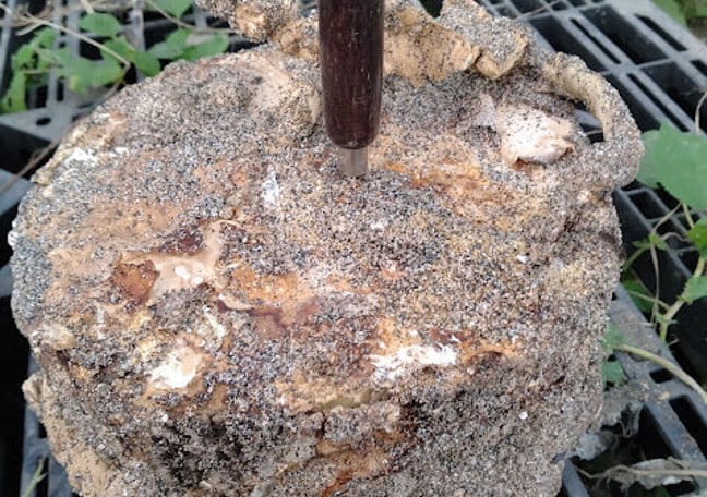 【幻サイズ】さるのこしかけ コフキサルノコシカケ（こふきさるのこしかけ）山菜きのこ直売所