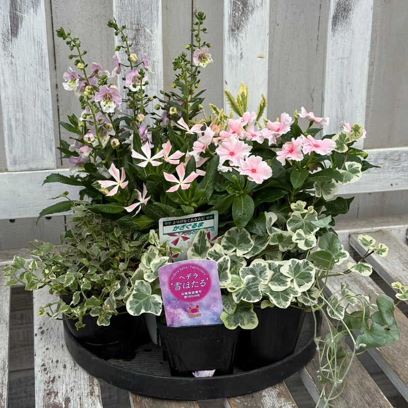 アプリコットcolor」のニチニチソウ寄せ植え※寄せ植えセット | プチ