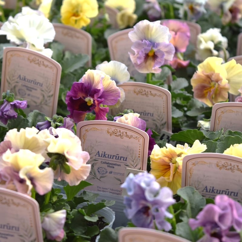桐生ふぁ～むさん×花日和さん】ビオラ「アイクルール」 | プチフルール