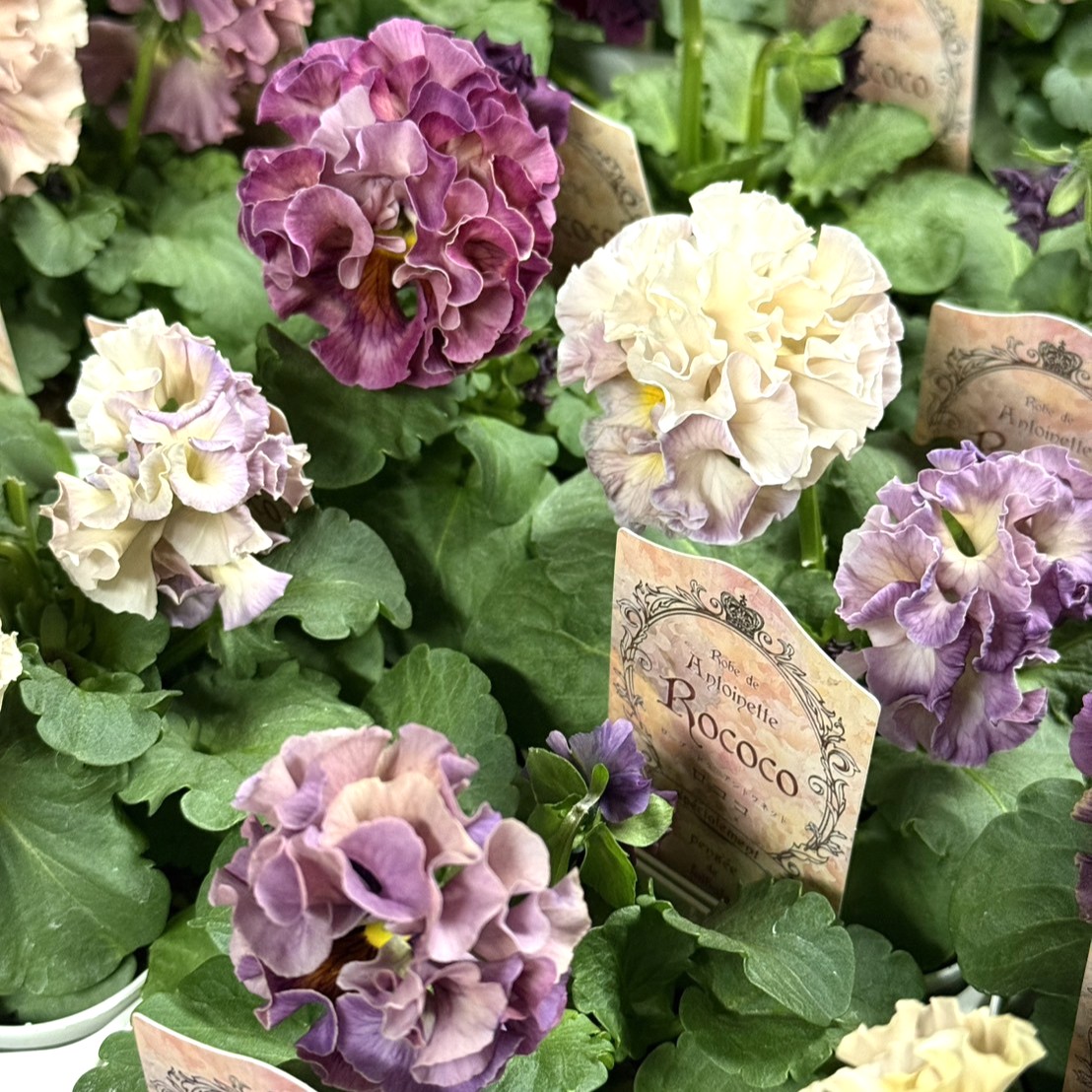 サトウ園芸さん】パンジー「アントワネット-ロココ-」 | プチフルール