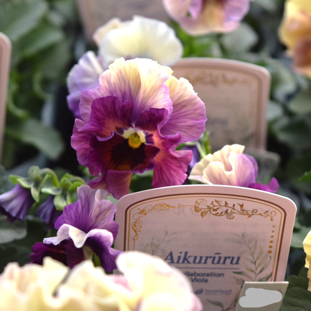 桐生ふぁ～むさん×花日和さん】ビオラ「アイクルール」 | プチフルール