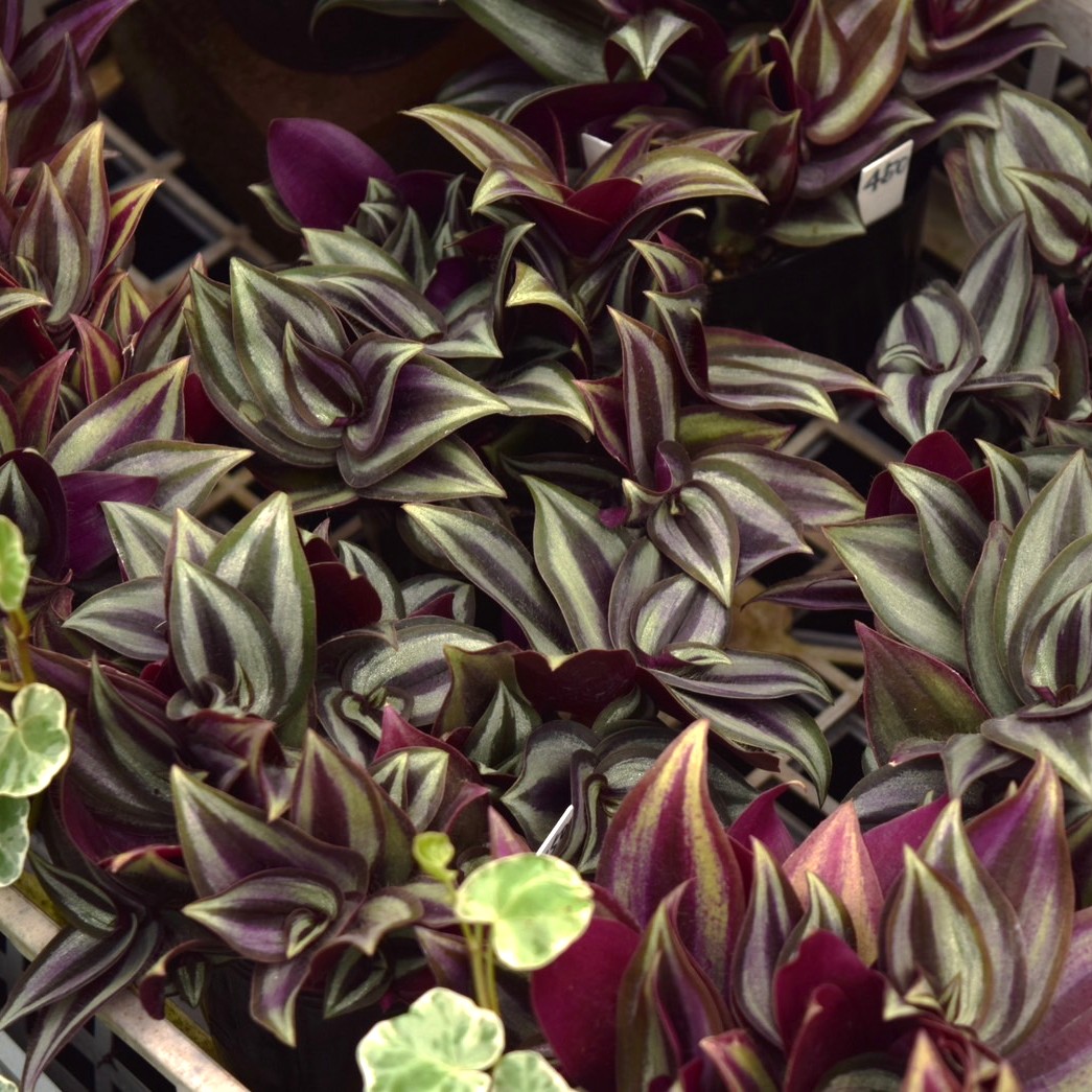 自社生産】トラデスカンチア セブリナ | プチフルール ネットショップ