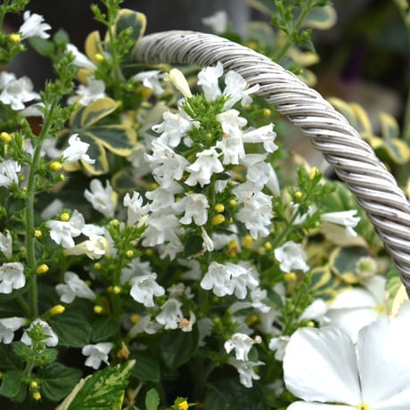 爽やかホワイトカラー寄せ植え※寄せ植えセット