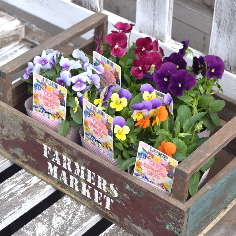 お得】レギュラービオラおすすめ 5苗セット | プチフルール ネットショップ