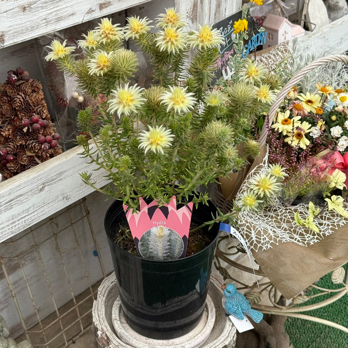 フィリカ ブレッペンス ハイドラ ③ | プチフルール ネットショップ