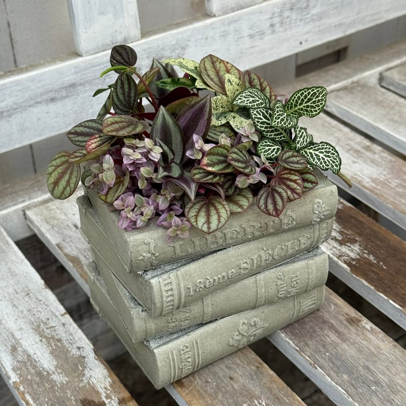 ミニ観葉】お洒落ブロンズ寄せ植え※寄せ植え完成品 | プチフルール