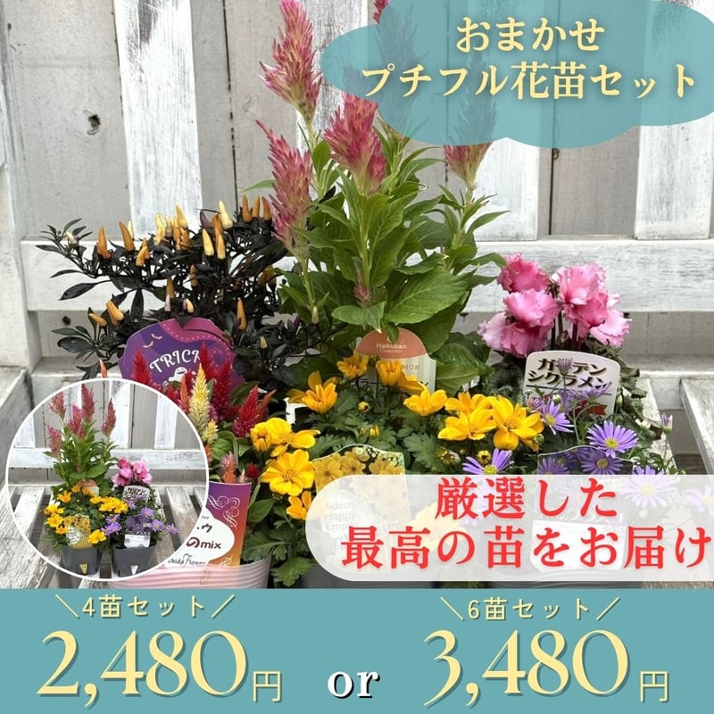 厳選】おまかせ！プチフル花苗セット | プチフルール ネットショップ