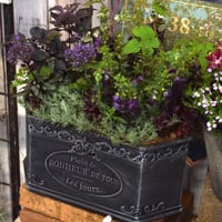 「漆黒のブラックアンゲロニア」寄せ植え※寄せ植え完成品