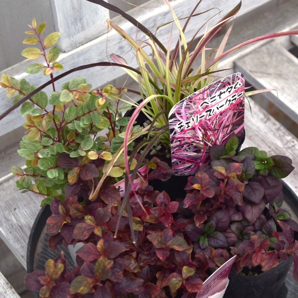 秋色リーフのシックなリース寄せ植え 秋色リーフのシックなリース寄せ植え 秋色リーフのシックなリース寄せ植え 秋色リーフのシックなリース寄せ植え