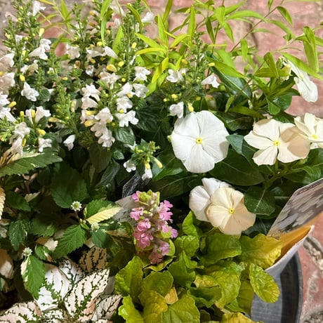 爽やかホワイトカラー寄せ植え※寄せ植えセット