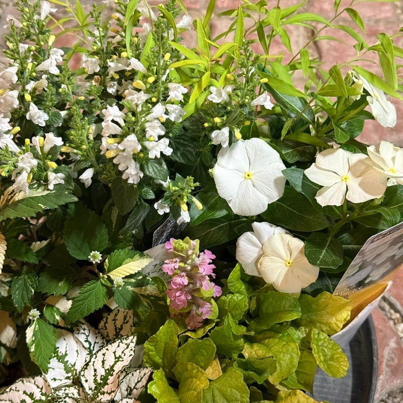 爽やかホワイトカラー寄せ植え※寄せ植えセット | プチフルール ネット