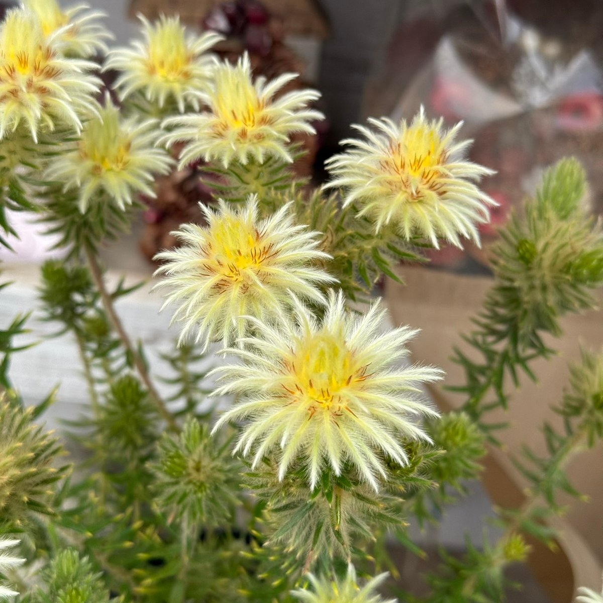 フィリカ ブレッペンス ハイドラ ③ | プチフルール ネットショップ