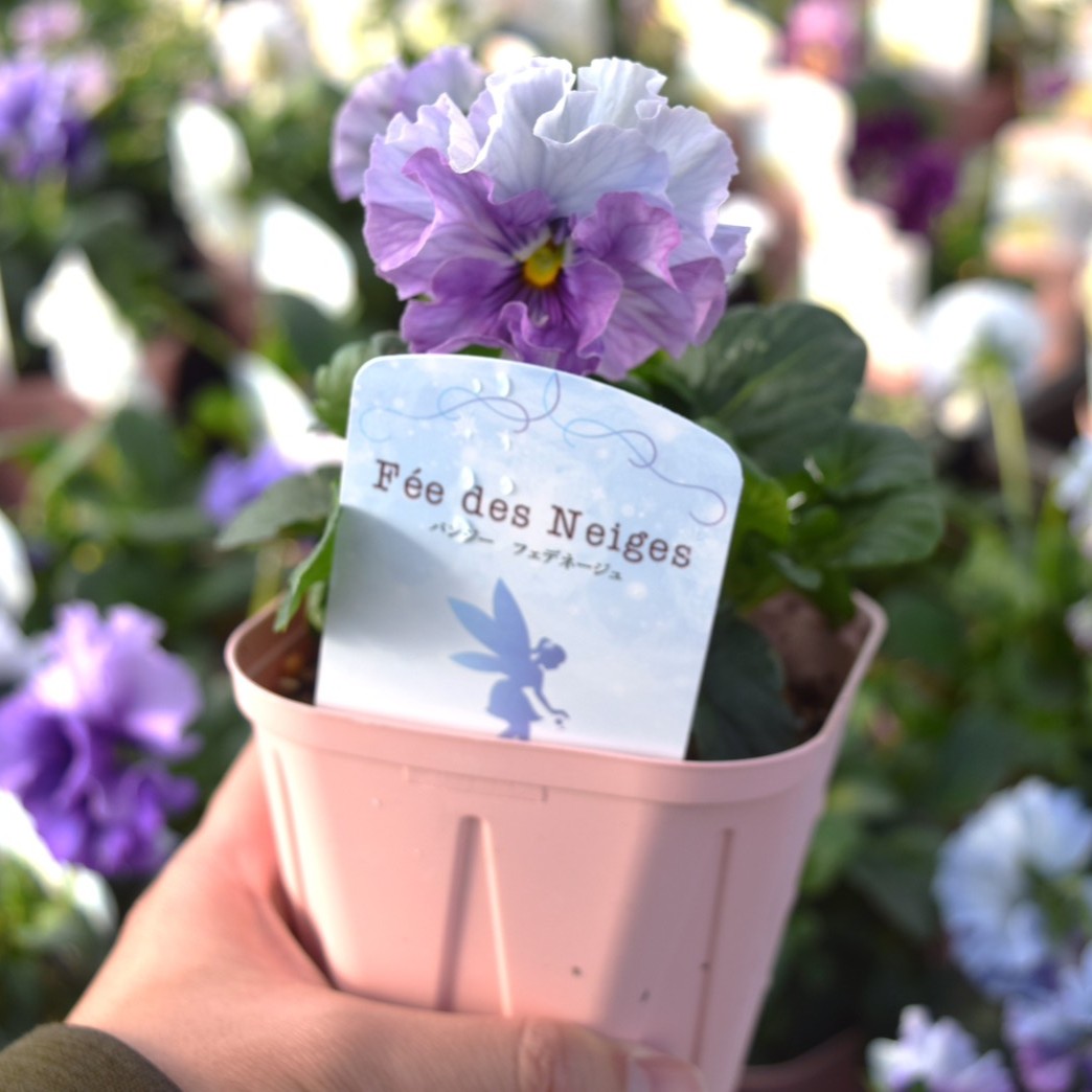 桂楓園さん】パンジー「フェデネージュ ブルー」 | プチフルール