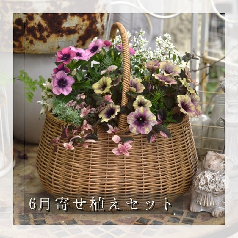 お花のプチフル定期便 「寄せ植えセット」 | プチフルール ネットショップ 参考 花モチーフ セットはお値引き
