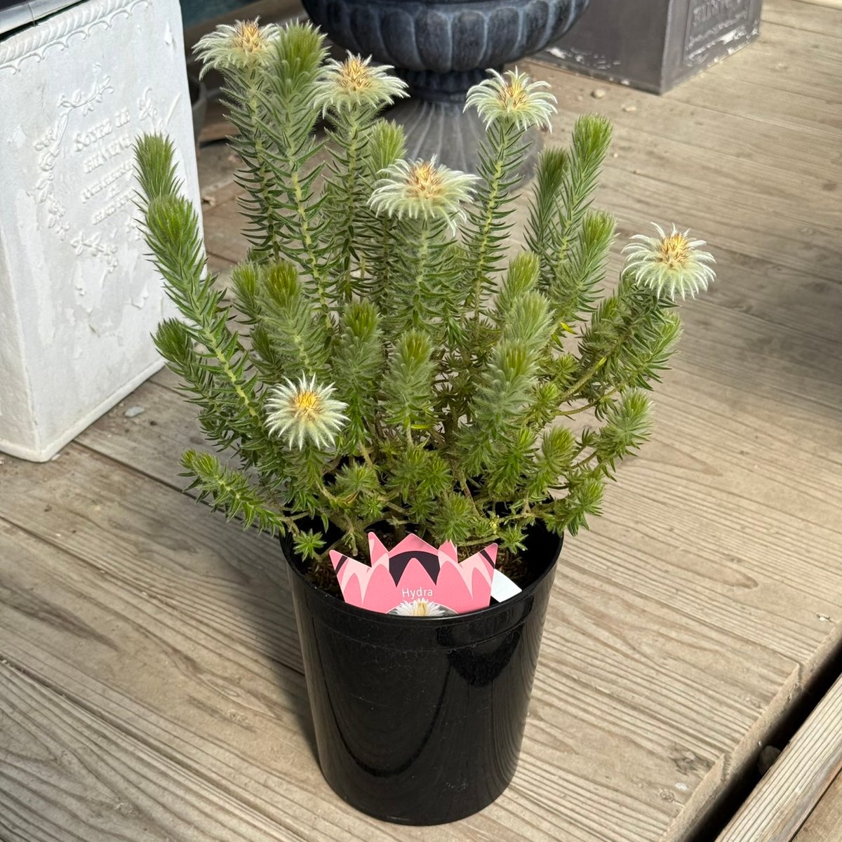 フィリカ ブレッペンス ハイドラ ④ | プチフルール ネットショップ