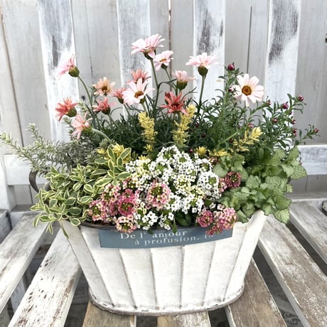 寄せ植え花 ユニヴェール スリット鉢植え 寄せ植え花 ユニヴェール