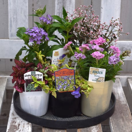 CATEGORY 寄せ植えセット | プチフルール ネットショップ