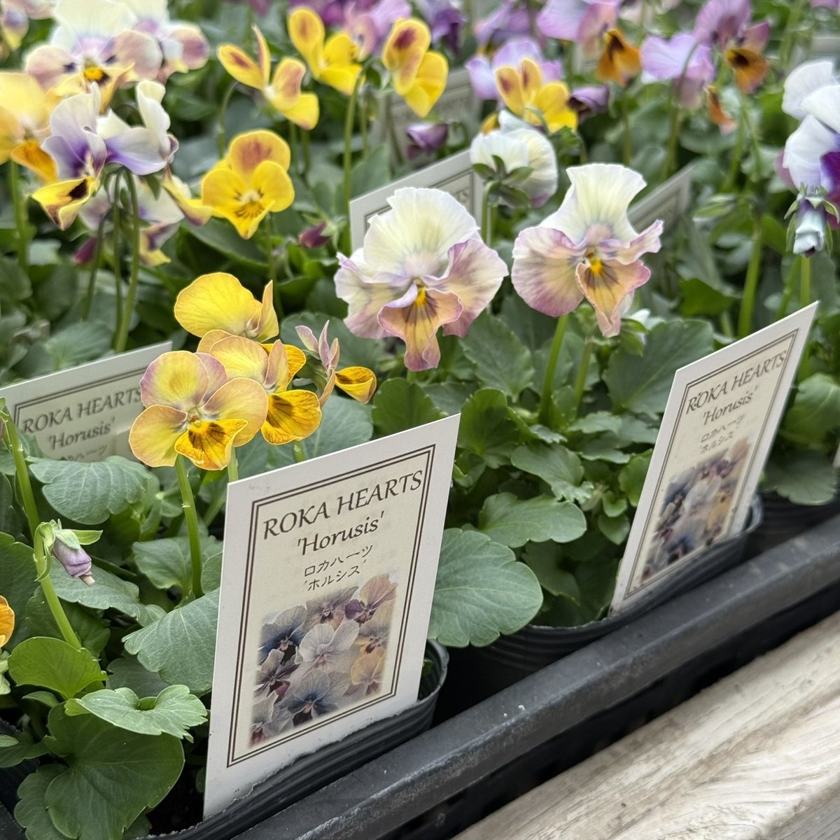 ROKA HEARTS ビオラ「ホルシス」 | プチフルール ネットショップ
