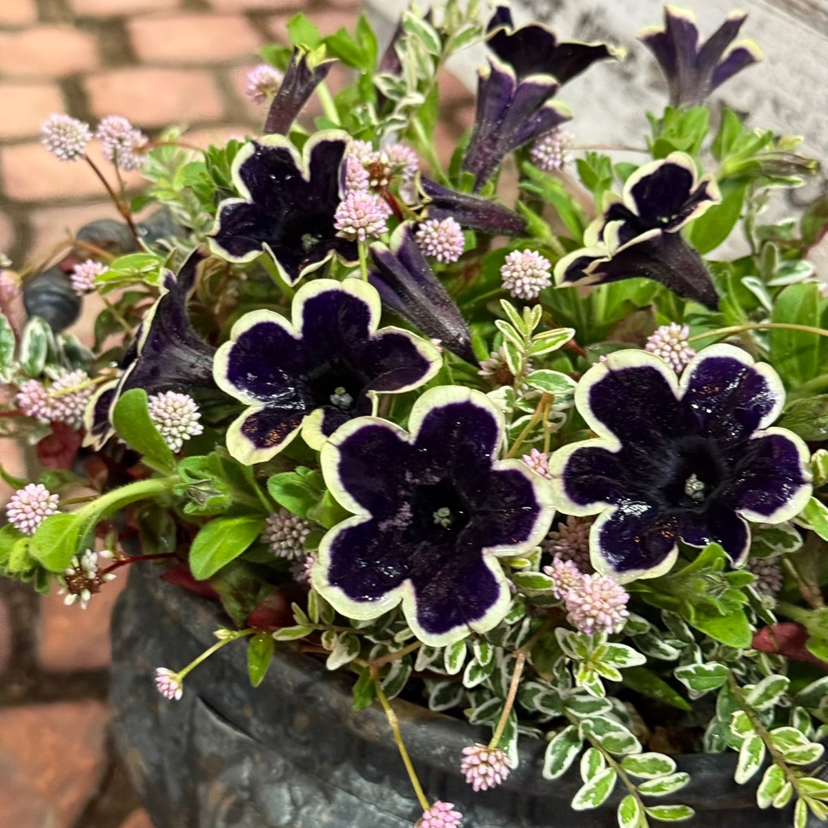 多肉植物 ミニ寄せ植え 黒のビニールポットで発送です♪ 466→444 多肉