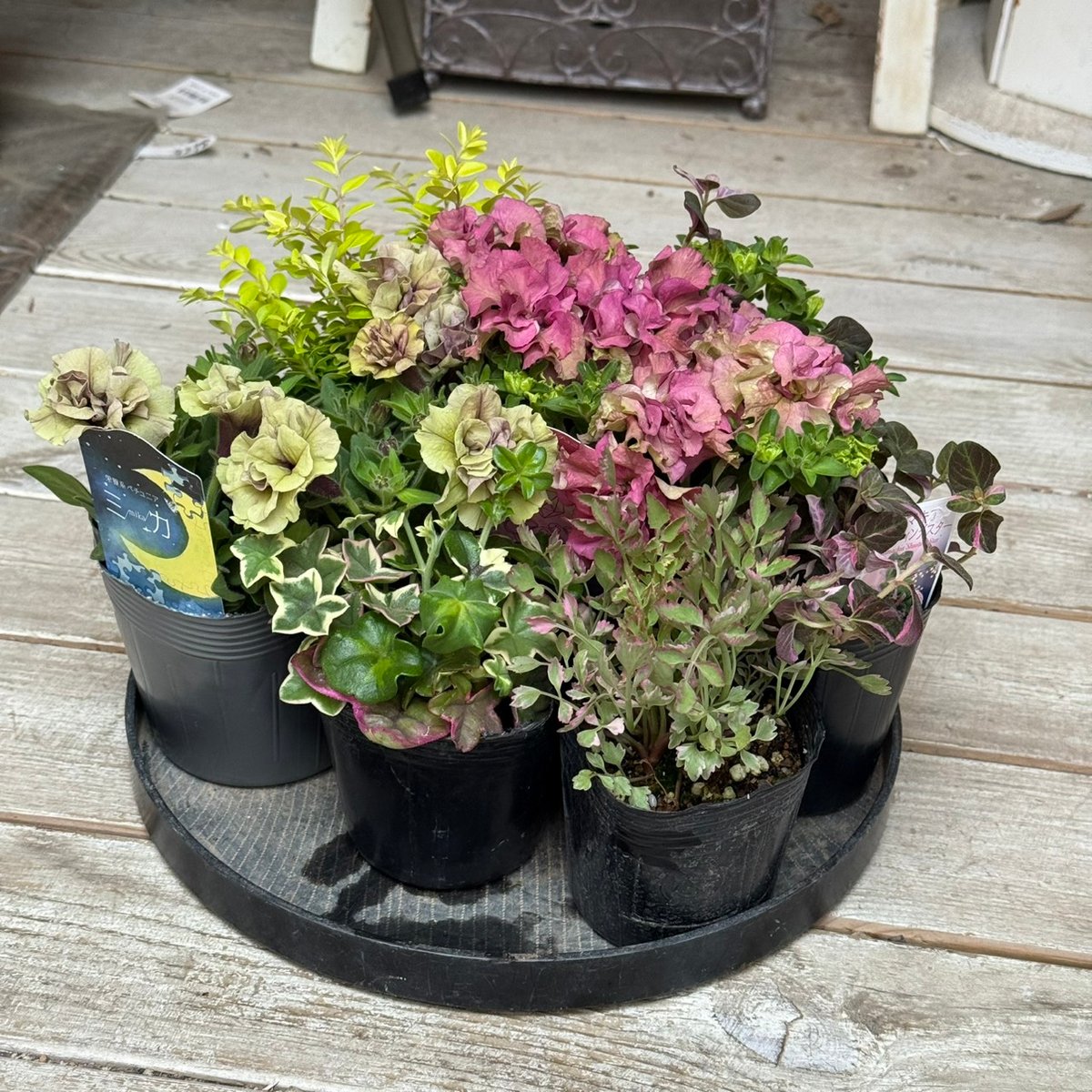 花友受賞＆プレゼント付き】シックなペチュニア寄せ植え※寄せ植え