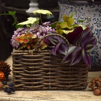 【ミニ観葉】ミニバスケットで楽しむ！カラフル寄せ植え※寄せ植え完成品
