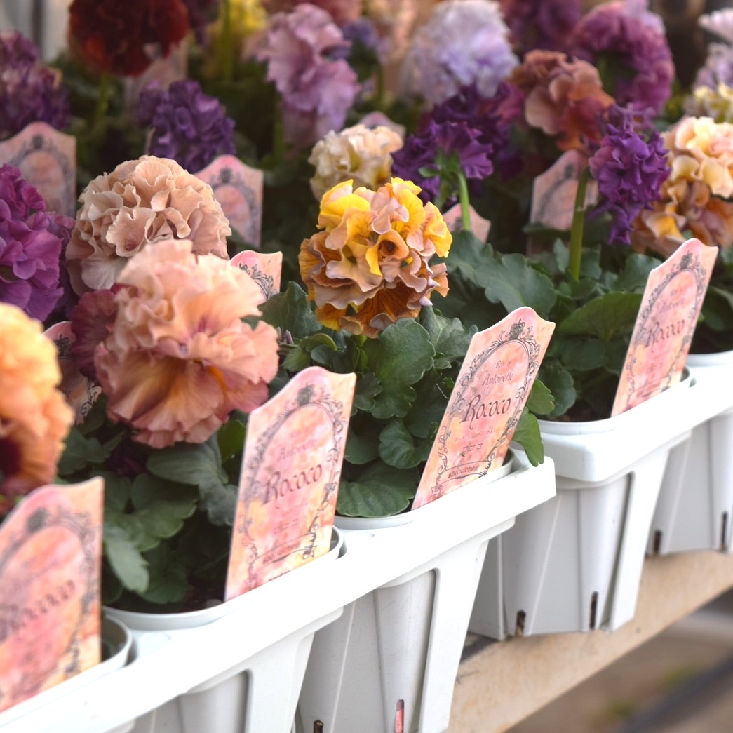 アントワネット フラワーアレンジメント 特大サイズ ロココ アントワネット フラワーアレンジメント 特大サイズ ロココ