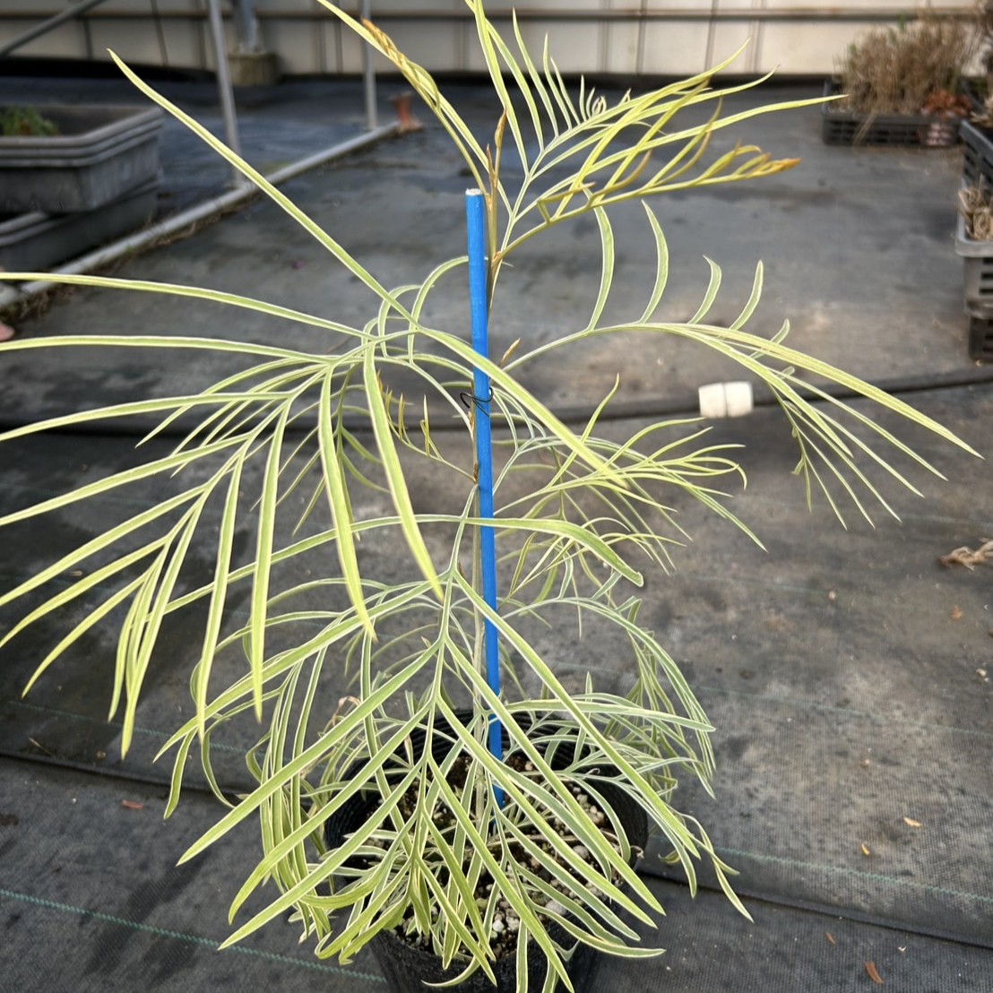 激レア】グレビレア ハニーワンダー | プチフルール ネットショップ