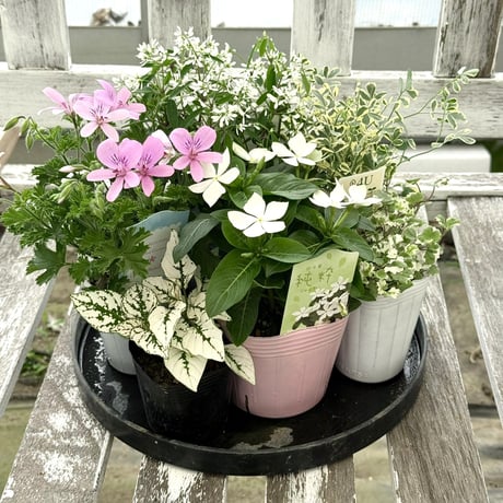 寄せ植えセット　ゆゆ様　ご注文　プティフール　ビオラ CATEGORY 寄せ植えセット | プチフルール ネットショップ