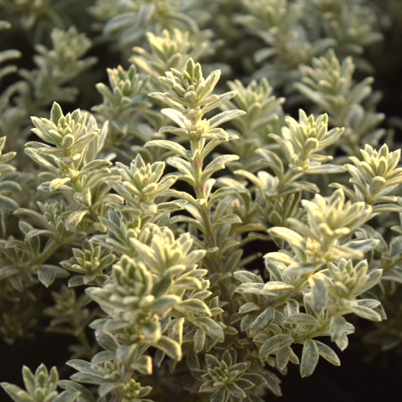 ウエストリンギア 2.5～3号 | プチフルール ネットショップ