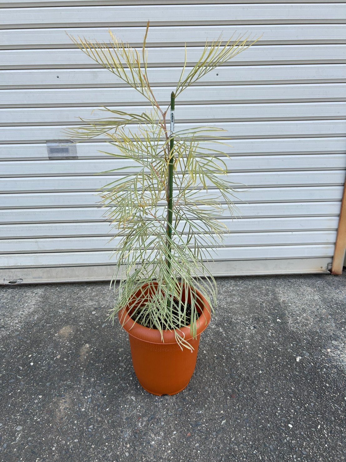 激レア】グレビレア ハニーワンダー | プチフルール ネットショップ