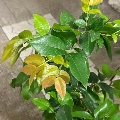 シャボチカバ 自家製苗