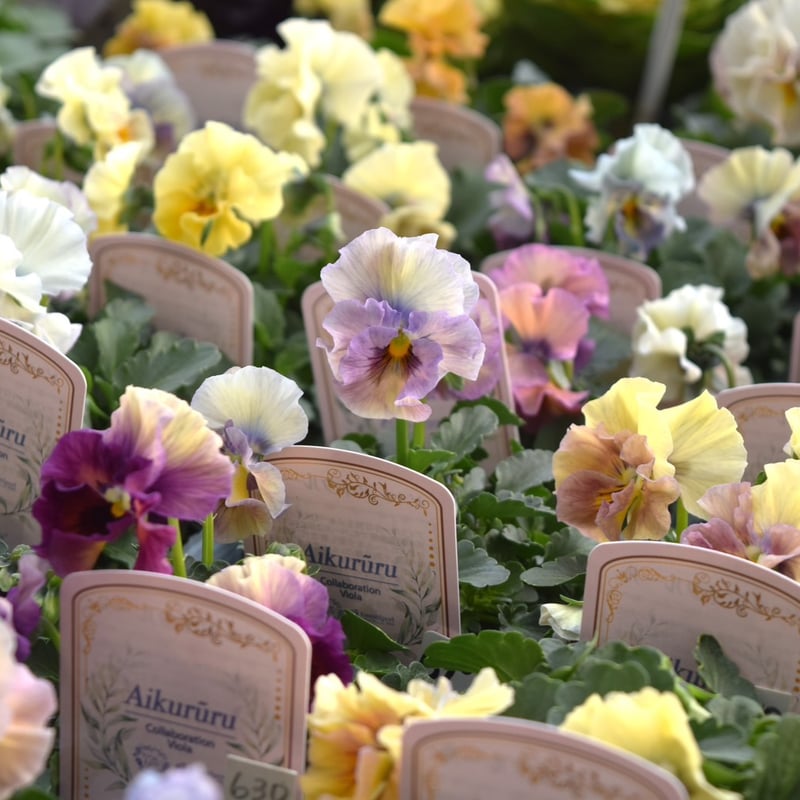 桐生ふぁ～むさん×花日和さん】ビオラ「アイクルール」 | プチフルール