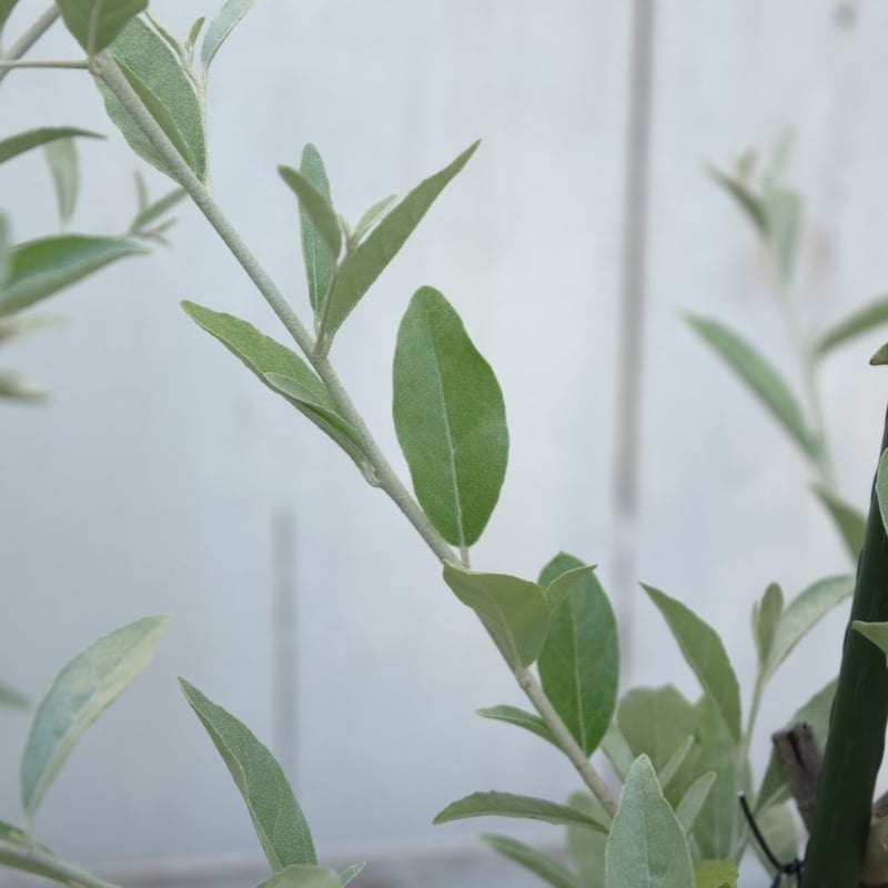 ❈ ロシアンオリーブ フレッシュ ❈ ロシアンオリーブ | プチフルール ネットショップ