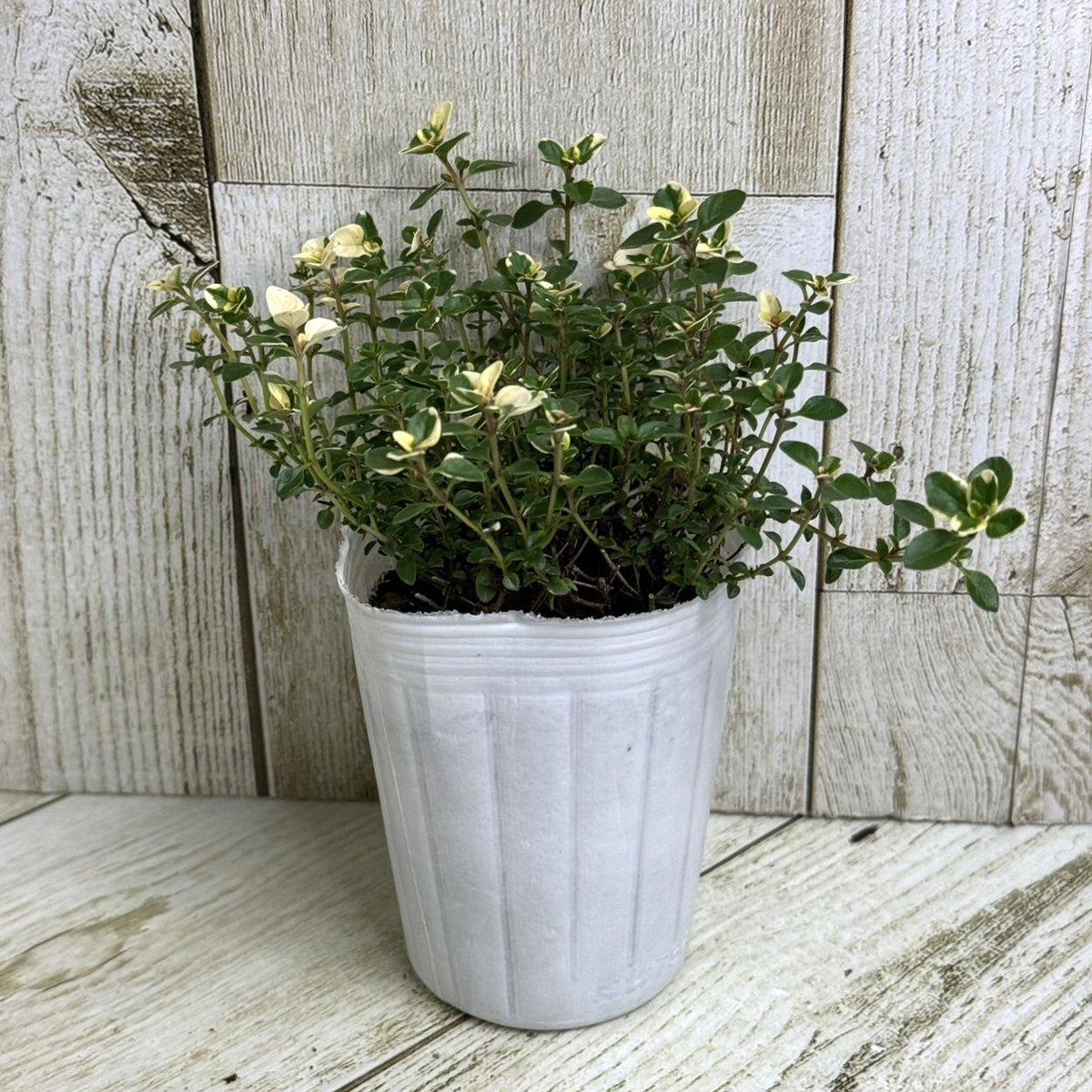 フォックスリータイム | プチフルール ネットショップ