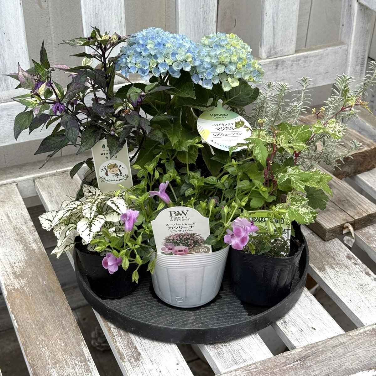 登録者2万人記念】おしゃれ鉢付き ショウイチオシ紫陽花寄せ植え※寄せ