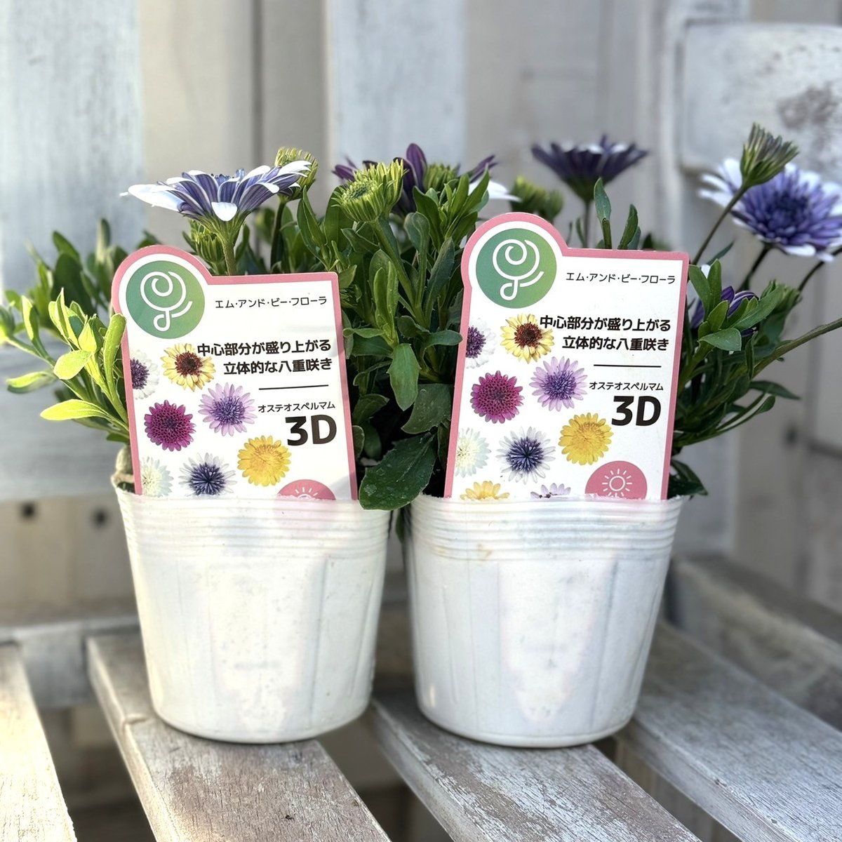 オステオスペルマム 「3D ブルースティール」 | プチフルール オステオスペルマム 「3D ブルースティール」 | プチフルール