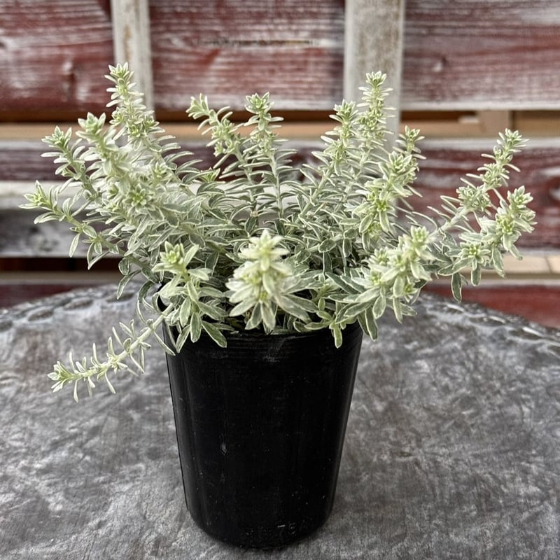 ウエストリンギア　ポリゴンポット植え替え品/ 680 ウエストリンギア ポリゴンポット植え替え品/ 680