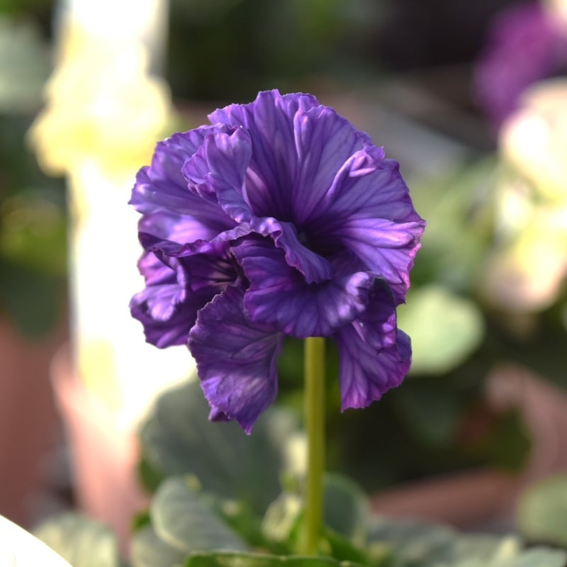 桂楓園さん】パンジー「フェデネージュ クレープ」 | プチフルール