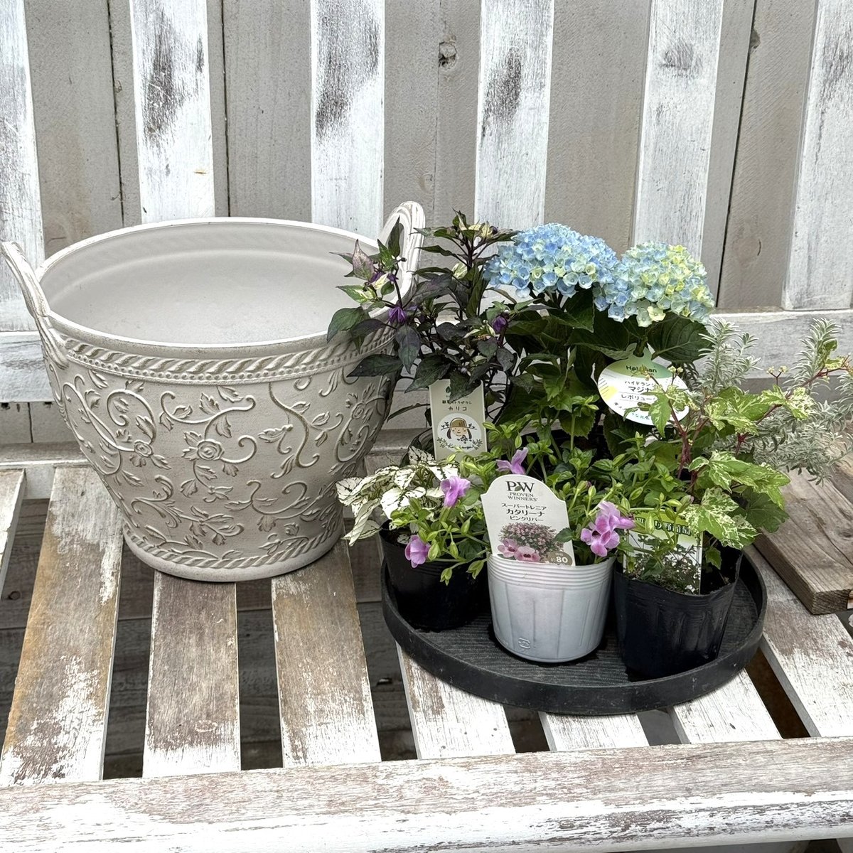 登録者2万人記念】おしゃれ鉢付き ショウイチオシ紫陽花寄せ植え※寄せ