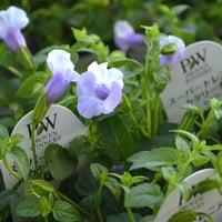 スーパートレニア カタリーナ 「アイスリバー」