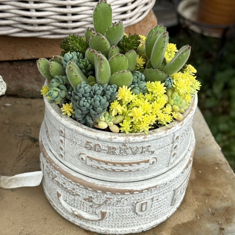 多肉】熊童子寄せ植えinコンテナ鉢※寄せ植え完成品 | プチフルール