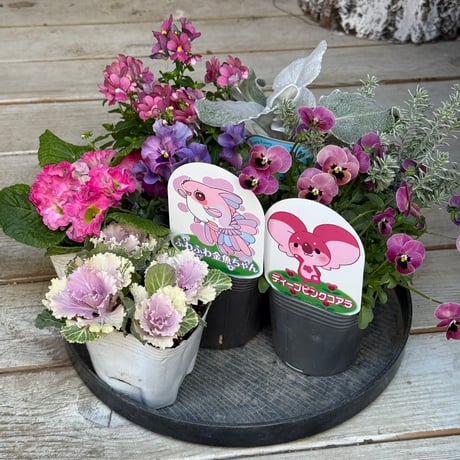 CATEGORY 寄せ植えセット | プチフルール ネットショップ