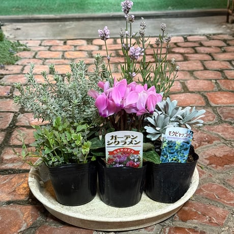 CATEGORY 寄せ植えセット | プチフルール ネットショップ