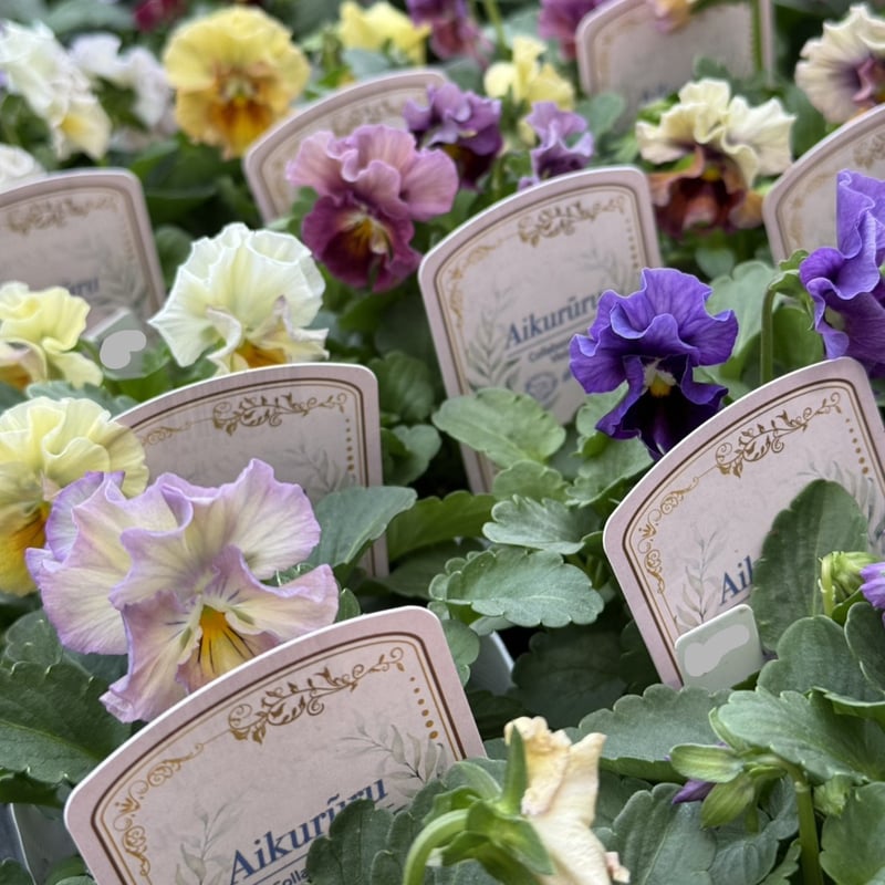 桐生ふぁ～むさん×花日和さん】ビオラ「アイクルール」 | プチフルール