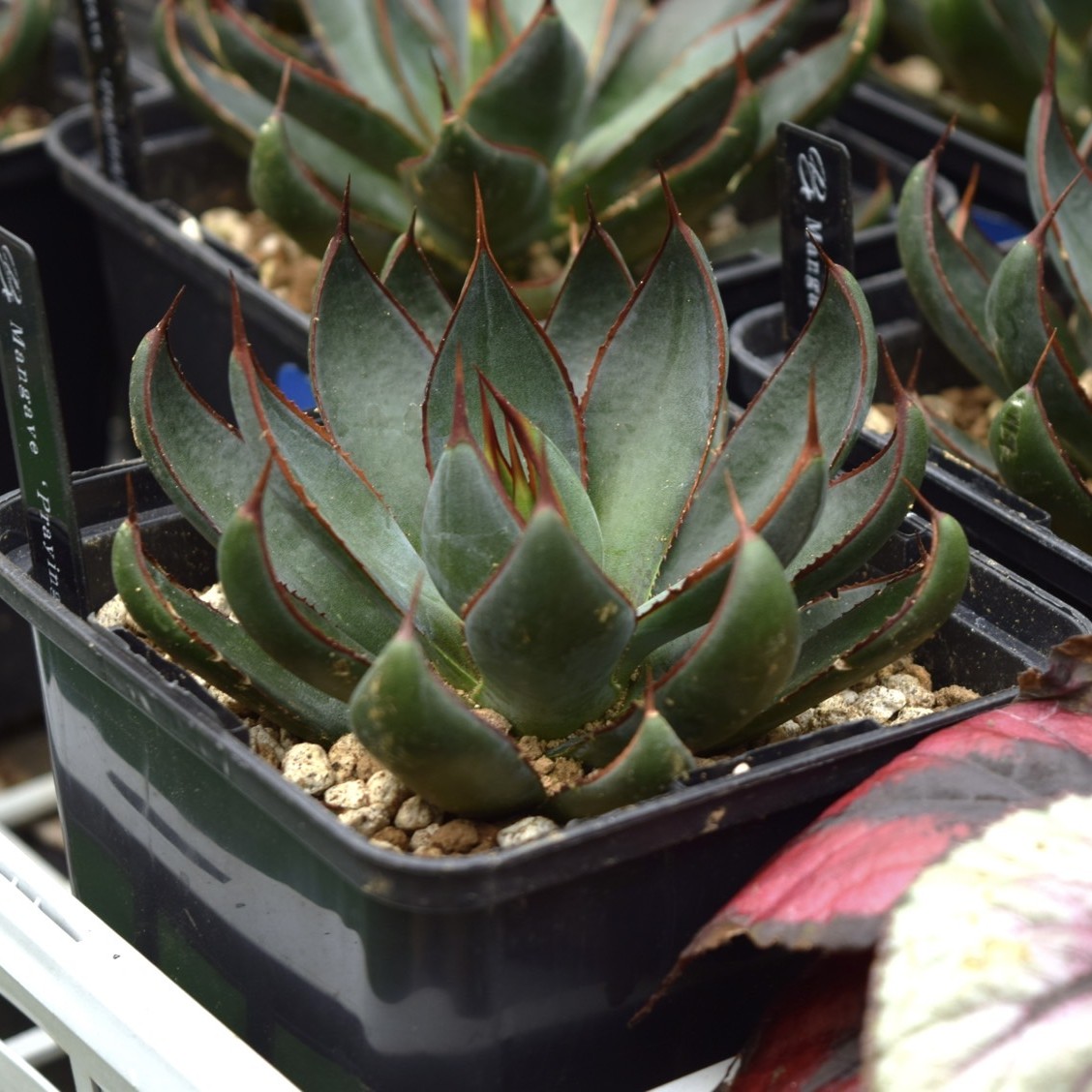 マンガベ　プレイングハンズ　極上美株 マンガベ：プレイングハンズ3号ポット の通販 | 園芸ネット